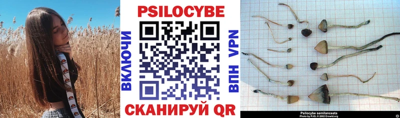 где продают   Петухово  Псилоцибиновые грибы Psilocybine cubensis 